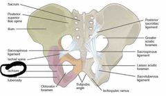 Pelvic girdle, pelvis and lower limb Flashcards - Cram.com