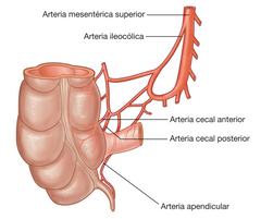 Arteria cecal anterior
Arteria cecal posterior
Arteria apendicular