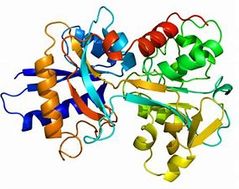 ¿En que fracción del proteinograma se encuentra la transferrina?