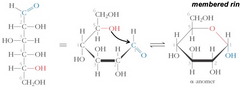 C5 OH attacks C1 (aldehyde carbon)



Forms an ether bond at OH group in ring 