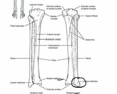 Pelvic girdle, pelvis and lower limb Flashcards - Cram.com