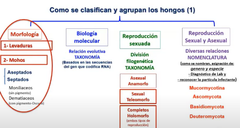 se clasifican de la siguiente manera: 
1. Morfologia (levaduras y mohos)
2. Biologia molecular (relación evolitiva)
3. Reproducción sexuada
4: Reproducción sexual y asexual
