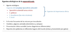 → Sporothrix schenckii sensu stricto.
	→ Sporothrix globosa, junto a la anterior son las más comunes en Colombia.
	→ Sporothrix brasiliensis, es la más virulenta pero no aparece en Colombia.
	→ Sporothrix luriei.