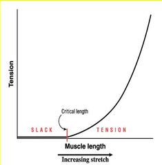 -When CT in muscle is stretched, passive length-tension curve is generated.