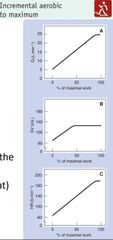 Cardiovascular responses short Flashcards - Cram.com