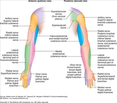 Algo de Neurología Foreign Language Flashcards - Cram.com