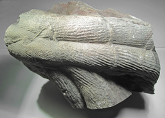 Fósil 11