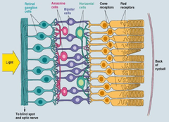Receptors, photoreceptors in the retina