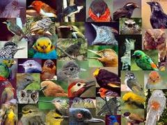 Es la variedad que se tiene de estas dentro de un hábitat o una región, es decir, los tipos de animales y plantas que existen en un territorio.