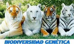 Diversidad de genética: Diversidad intraespecífica, que consiste en la cantidad o numero total de ejemplares y sus características genéticas que forman o dentro de una especie.