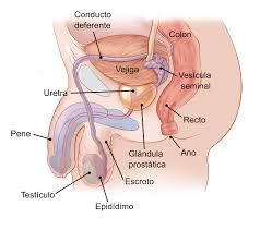 ¿Cuál es la vascularización e inervación del escroto?