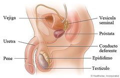¿Cuál es la función del músculo transverso superficial del periné?