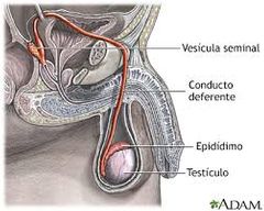 ¿Como se denominan los conductos que llevan los espermatozoides a la uretra?