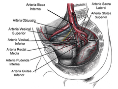 ¿De donde derivan las arterias de las vesículas seminales?