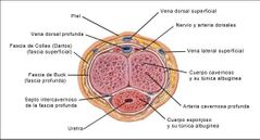 ¿Cuales son los tres espacios cilíndricos de tejido eréctil del pene?