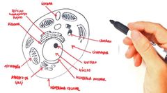 Ejemplo: Dibujar con precisión una célula eucariota animal con sus respectivas partes.