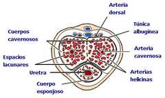 Los cuerpos cavernosos