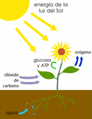Ejemplo: Resumir el proceso de la fotosíntesis
Respuesta: La fotosíntesis es un proceso que transforma la energía de la luz del sol en energía química. Consiste, básicamente, en la elaboración de azúcares a partir del C02 ( dióxido de car...