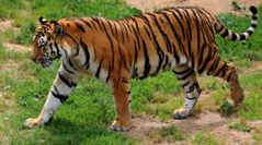 Ejemplo: Estimar el tiempo de vida de un tigre en cautiverio y en vida silvestre. 
Respuesta: Cautiverio: Aprox. 20 - 26 años.
Vida silvestre: 10 - 15 años