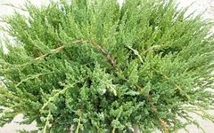 Chinese Junipers