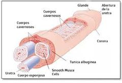 ¿QUÉ ES EL PENE?