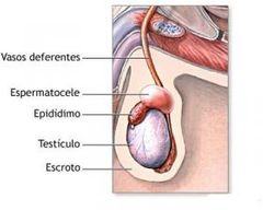 Función del epidídimo.