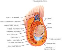 Inervación testicular.