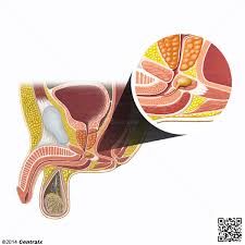 Vascularización e inervación de las glándulas bulbouretrales
