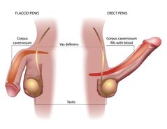 ¿De qué depende la erección del pene?