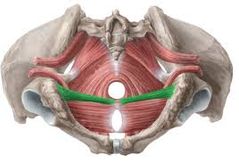 ¿Cuál es la función del músculo transverso superficial del periné?