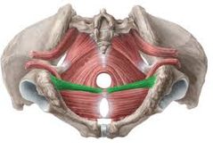 ¿CUAL ES LA INERVACIÓN DEL MUSCULO BULBOESPONJOSO?