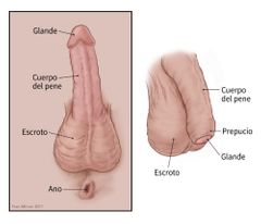 CUBRE EL GLANDE DE FORMA VARIABLE, LA FASCIA DEL PENE SE PROLONGA COMO UNA CAPA CUTÁNEA TAMBIEN CONOCIDO COMO: