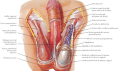 ¿De donde se origina el ligamento suspensorio del pene?