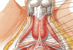 origen del musculo bulboesponjoso