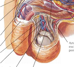 ¿Cual es la vascularizacion del pene?