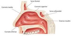 La laringe es un órgano tubular que corresponde a una porción de las vías respiratorias. Tiene a su cargo, además de la función de conducir el aire de las partes iniciales del aparato respiratorio a la tráquea, el papel principal en la fonac...