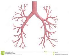 La epiglotitis es un trastorno potencialmente fatal que se produce cuando la epiglotis, una pequeña “tapa” cartilaginosa que recubre la tráquea, se inflama y obstruye el flujo de aire a los pulmones. ... La epiglotitis puede producirse a cua...