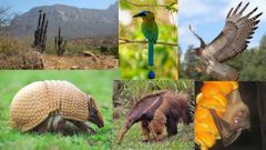 Diversidad de especies: La biodiversidad es la suma total de la diversidad de organismos (plantas, animales, microorganismos, etc.) que desempeñan funciones biológicas esenciales mediante interacciones múltiples y complejas