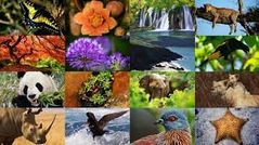 Diversidad de especies:
En el Ecuador se registran actualmente 18.198 especies de plantas vasculares y 4.801 especies