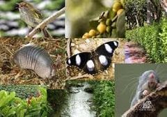 Es la variedad de plantas y animales que existen dentro de un hábitat o región.