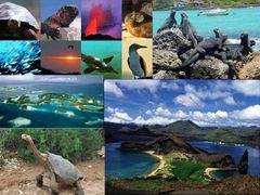Son las regiones del planeta en donde se encuentran gran cantidad de especies únicas de esa región y su hábitat está en peligro.