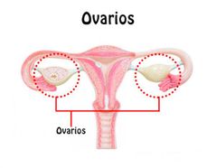 Los ovarios