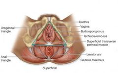 Formado por los genitales externos, músculos del periné y canal anal