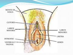 son pliegues cutáneos prominentes que dan protección al clítoris, uretra y vagina