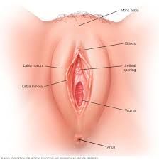 Órgano eréctil localizado en el punto en el que los labios menres se unen anteriormente