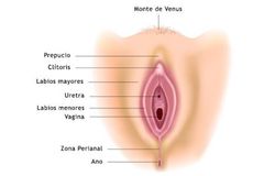 espacio rodeado por los labios menores, contiene las desembocaduras de la uretra, vagina, y conductos de las glándulas vetibulares
