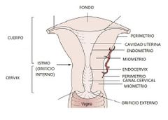 Cuerpo del útero