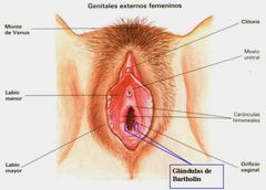 se localiza 2-3 cm al glande del clítoris y anterior a orificio vaginal