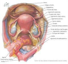 ¿Cual es el recorrido del ramo genital del nervio genitofemoral?