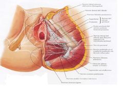 ¿Cual es el origen del ramo perineal del nervio cutáneo femoral posterior?